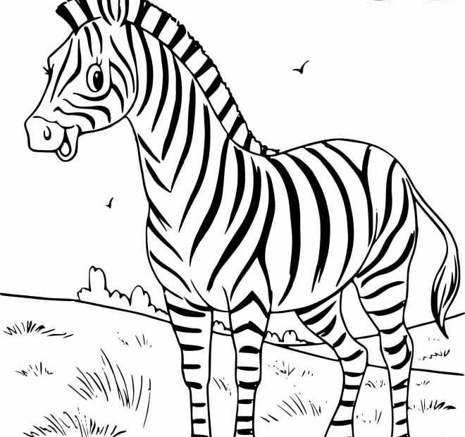 Zebra kolorowanki